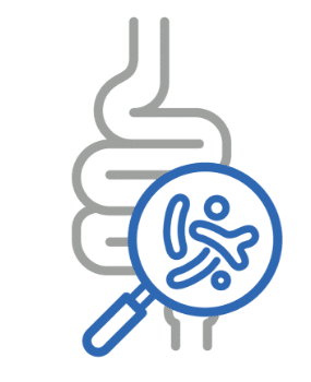 Icon of intestine with magnifying glass